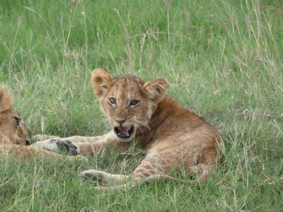 Massai Mara, Safari